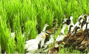 rice duck