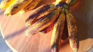 ripe