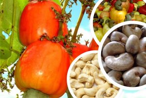 300×250-cashew