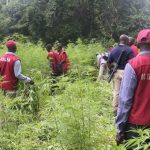 NDLEA – CANNABIS – DELTA