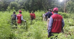 NDLEA – CANNABIS – DELTA