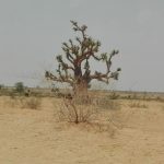 YOBE STATE TREE POACHING