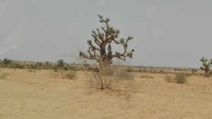 YOBE STATE TREE POACHING