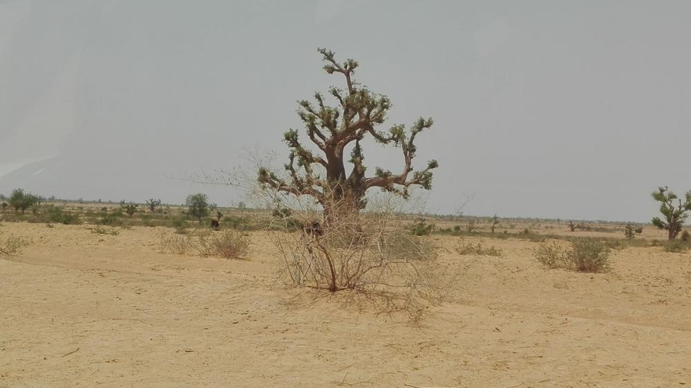 YOBE STATE TREE POACHING