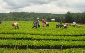 agricultural-sector-560×350