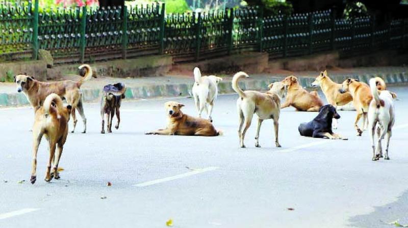 dogs