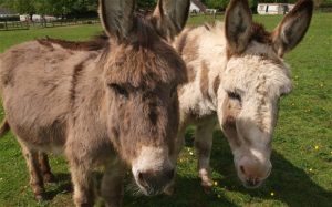 donkey