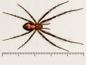 Spider