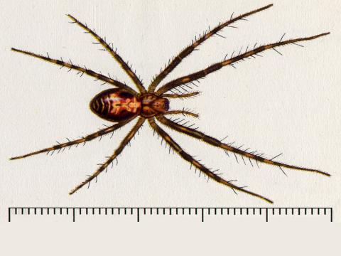 Spider