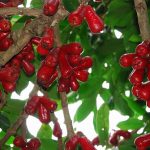 malay apple