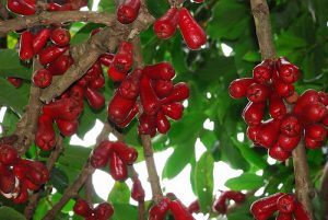 malay apple
