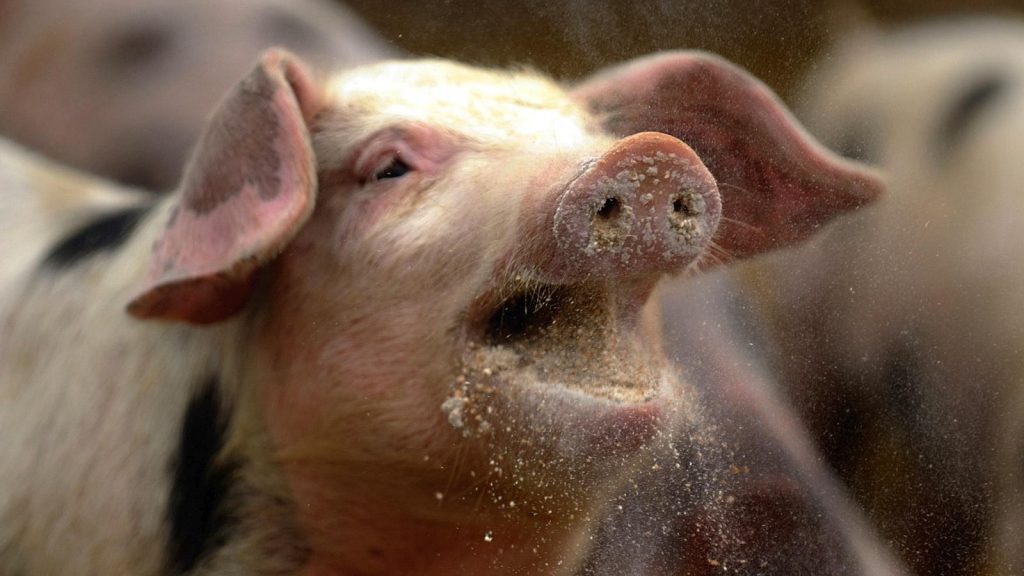 SWINE FEVER