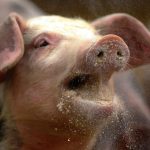 SWINE FEVER