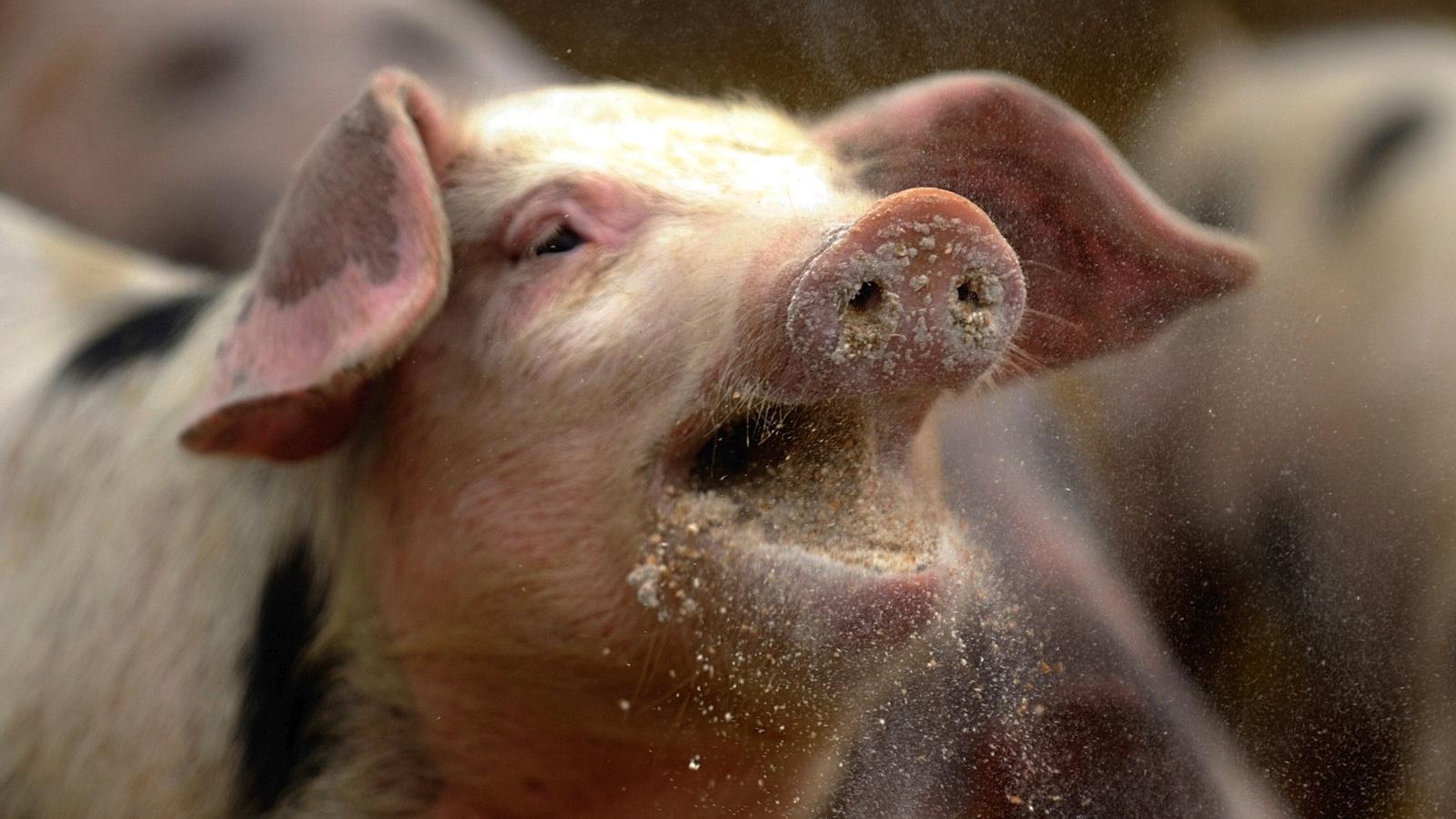 SWINE FEVER