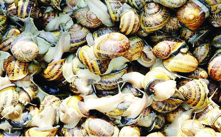 Snail