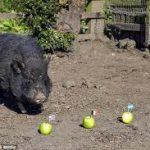 magic pig