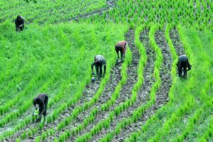 NIGER STATE – FARMING