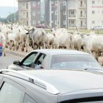 COWS EVERYWHERE