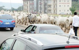 COWS EVERYWHERE