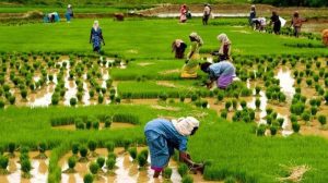 NIRSAL – RICE