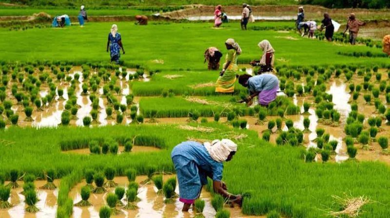 NIRSAL – RICE