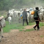 herdsmen