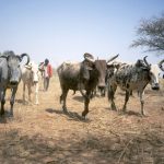NOMADIC GRAZING