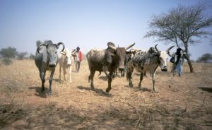 NOMADIC GRAZING