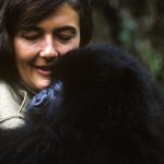 Archival_DianFosseySecretsInTheMist_16