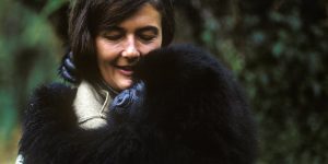 Archival_DianFosseySecretsInTheMist_16