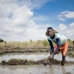 Verdant_Man_rice_farm