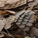 PANGOLIN