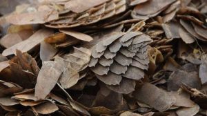 PANGOLIN