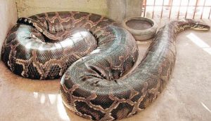 PYTHON