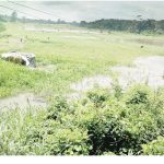 RICE FARM