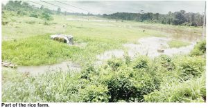 RICE FARM