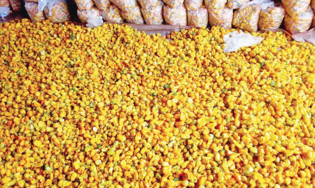 Yellow Pepper