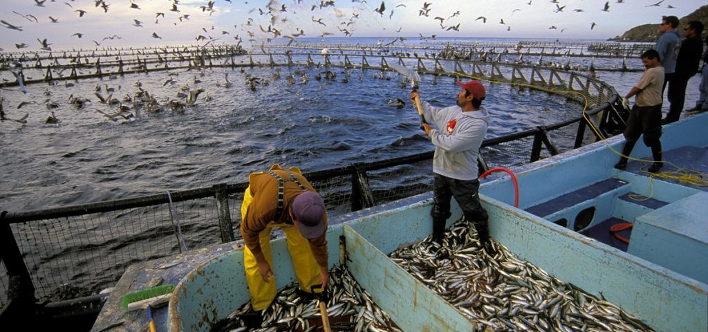 aquaculture