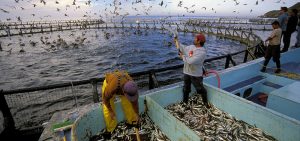 aquaculture
