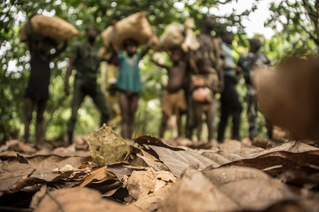 child-labor-cocoa-field