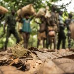 child-labor-cocoa-field