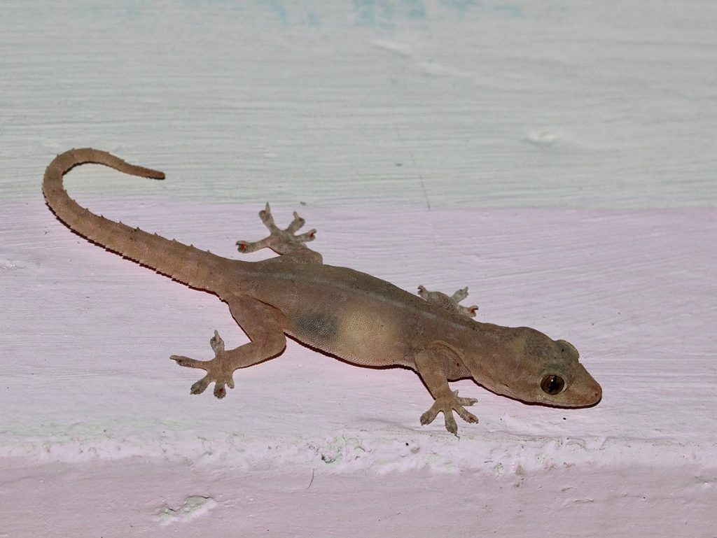 House Gecko How To Get Rid Of Common House Geckos 1200px Asian House Gecko From Bangalore 1024x769