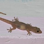 1200px-Asian_House_Gecko_from_bangalore