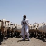 Cattle-herders-Kosti-area