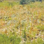 Farmlands destroyed by Fulani herdsmen