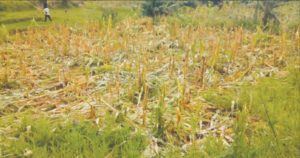 Farmlands destroyed by Fulani herdsmen