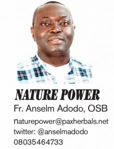 Nature Power – Fr Anselm Adodo
