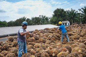 OIL PALM