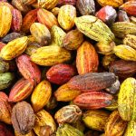 cocoa-production-image