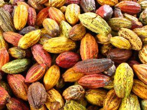 cocoa-production-image